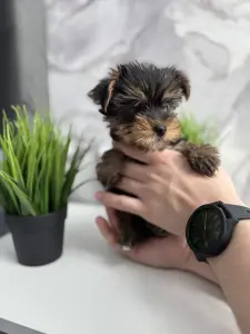 Йоркширский терьер