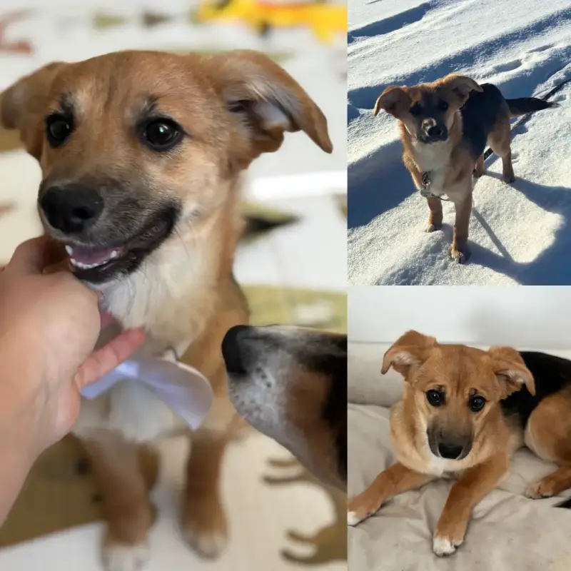 Щенок Алиса ищет дом