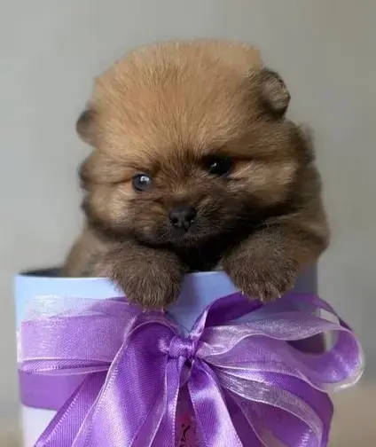 Собаки - Супер мини девочка померанский шпиц - Вся Беларусь Супер мини девочка померанский шпиц - Вся Беларусь - 235897 - Доска объявлений Kupika.by