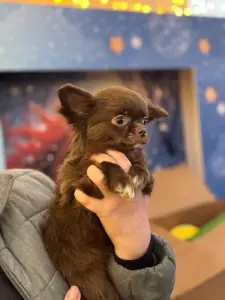 Чихуахуа щенок