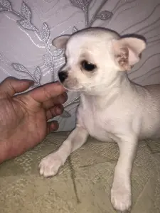 Чихуахуа щенок