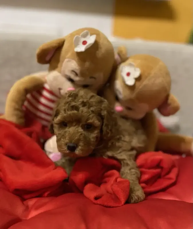 Собаки - Той-пудель - Несвиж - Фото 4 Той-пудель - Несвиж - 238085 - Доска объявлений Kupika.by - Фото 4