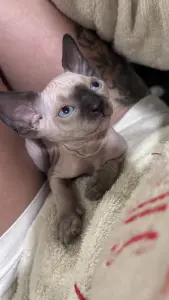 Канадский сфинкс котята