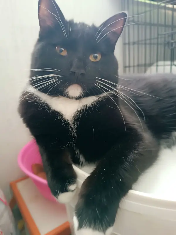 Кот Линк- классика жанра - Вся Беларусь - 236644 - Доска объявлений Kupika.by - Фото 3