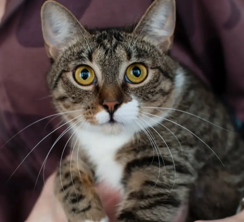 Михалина - кроткая малышка