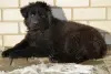 щенки немецкой длинношерстной овчарки - Вся Беларусь - 236790 - Доска объявлений Kupika.by - Фото 2