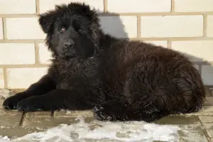 щенки немецкой длинношерстной овчарки