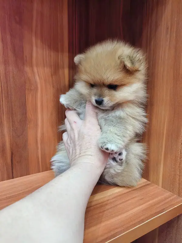 Собаки - Девочка померанского шпица - Вся Беларусь - Фото 4 Девочка померанского шпица - Вся Беларусь - 235651 - Доска объявлений Kupika.by - Фото 4