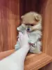 Собаки - Девочка померанского шпица - Вся Беларусь - Фото 4 Девочка померанского шпица - Вся Беларусь - 235651 - Доска объявлений Kupika.by - Фото 4