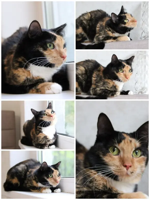 Кошка Лапушка два года ищет дом!