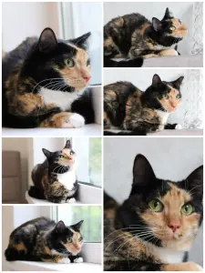 ЛАПУШКА ДВА ГОДА ИЩЕТ ДОМ!