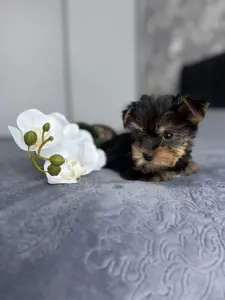 Йоркширский терьер