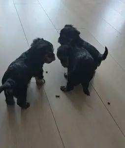 Мини йоркширский терьер