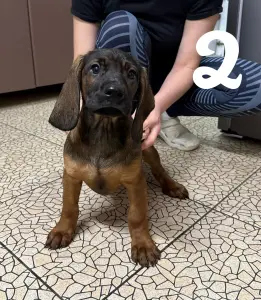 Щенки баварской горной гончей