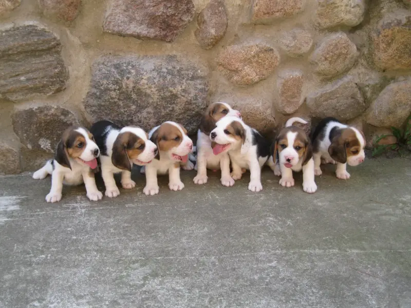 Щенки Бигля - Вся Беларусь - 236823 - Доска объявлений Kupika.by - Фото 4