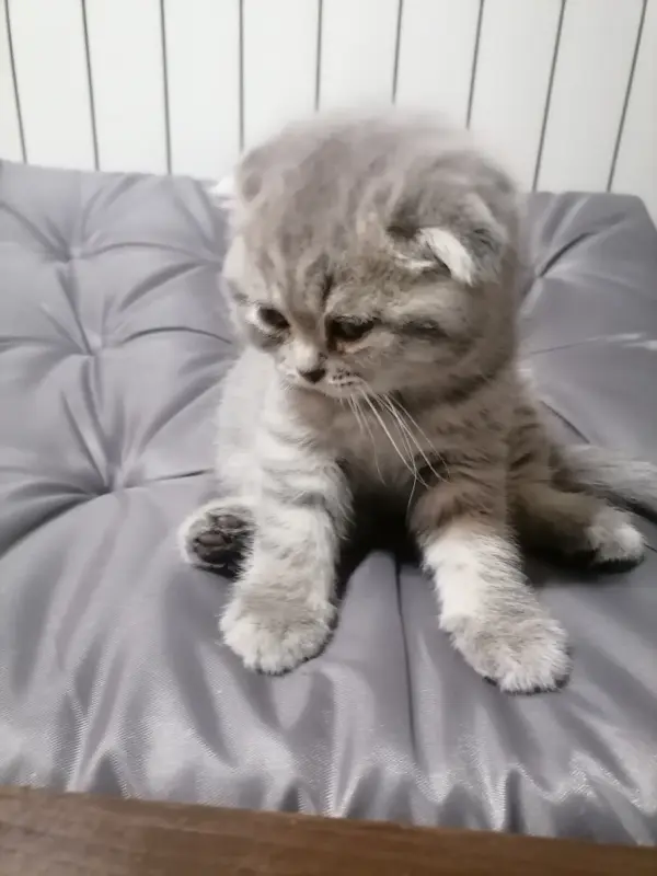 Шот вислоухие котята девочкт