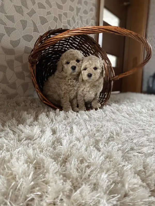 Той-пудель - Заславль - 238165 - Доска объявлений Kupika.by - Фото 3