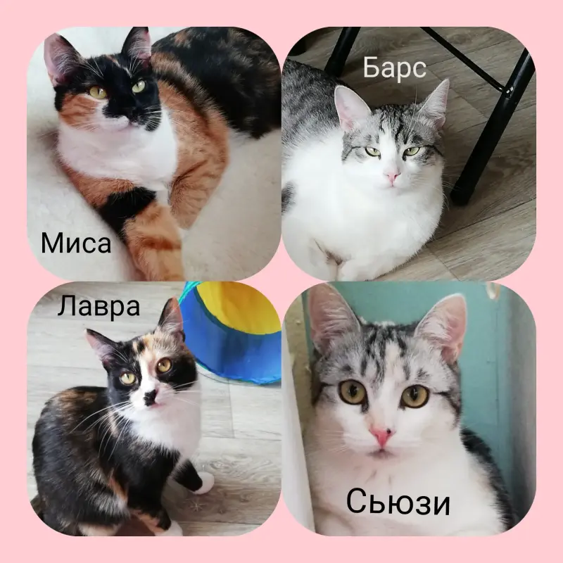 Котята 8 месяцев в добрые руки