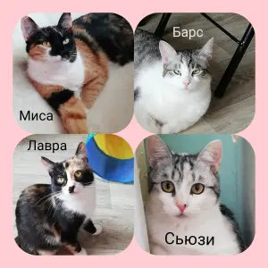 Котята 8 месяцев в добрые руки