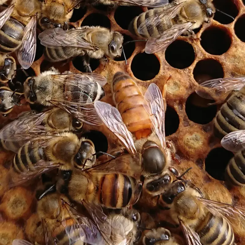 продам пчел