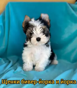 Щенки йорка ибивер йорка доставка