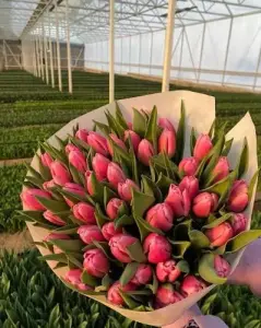 Тюльпаны к 4-8 марта
