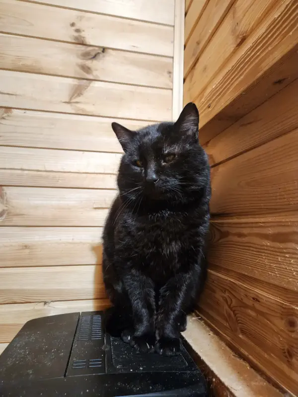 Кошки - Кот Кай (3 года) ищет дом - Вся Беларусь - Фото 3 Кот Кай (3 года) ищет дом - Вся Беларусь - 237007 - Доска объявлений Kupika.by - Фото 3