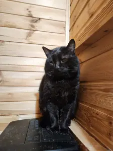 Кот Кай (3 года) ищет дом