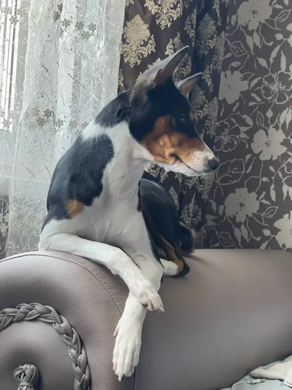 Щенки Басенджи, породистые - Вся Беларусь - 237009 - Доска объявлений Kupika.by - Фото 7