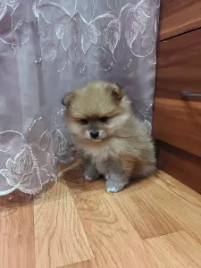 Девочка померанского шпица.