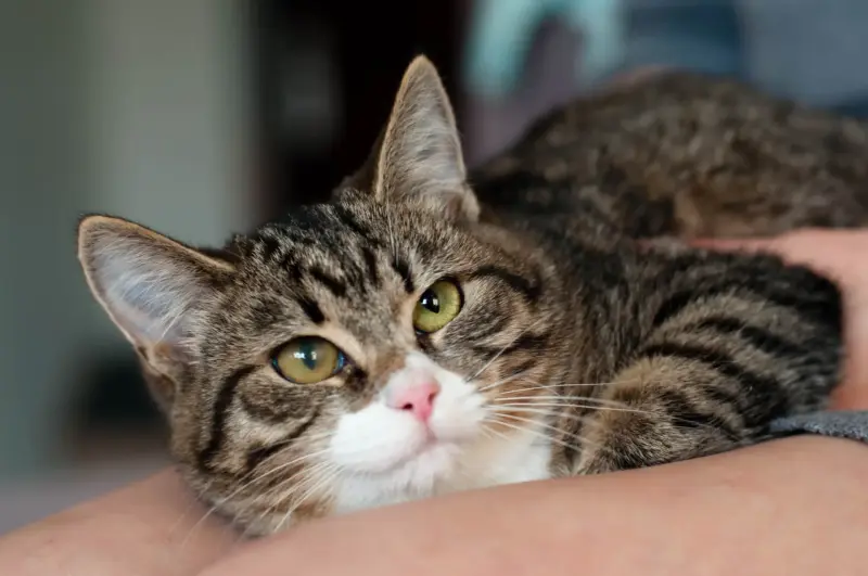 Кошка Дейва - полосатая звезда