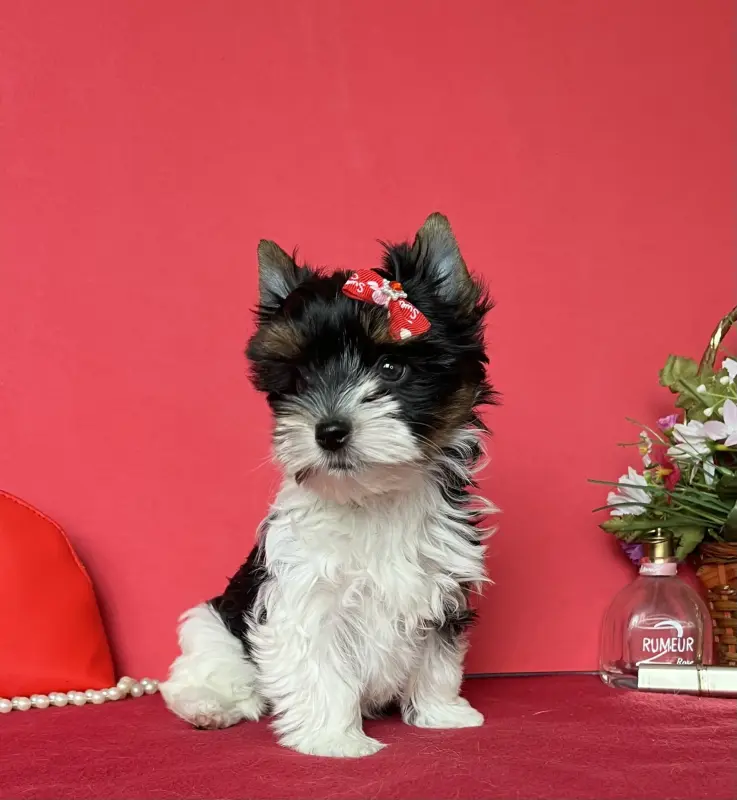 Бивер йорк - Яновичи - 235939 - Доска объявлений Kupika.by - Фото 3