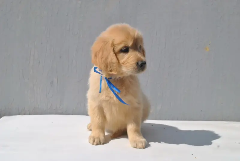 Щенки золотистого ретривера