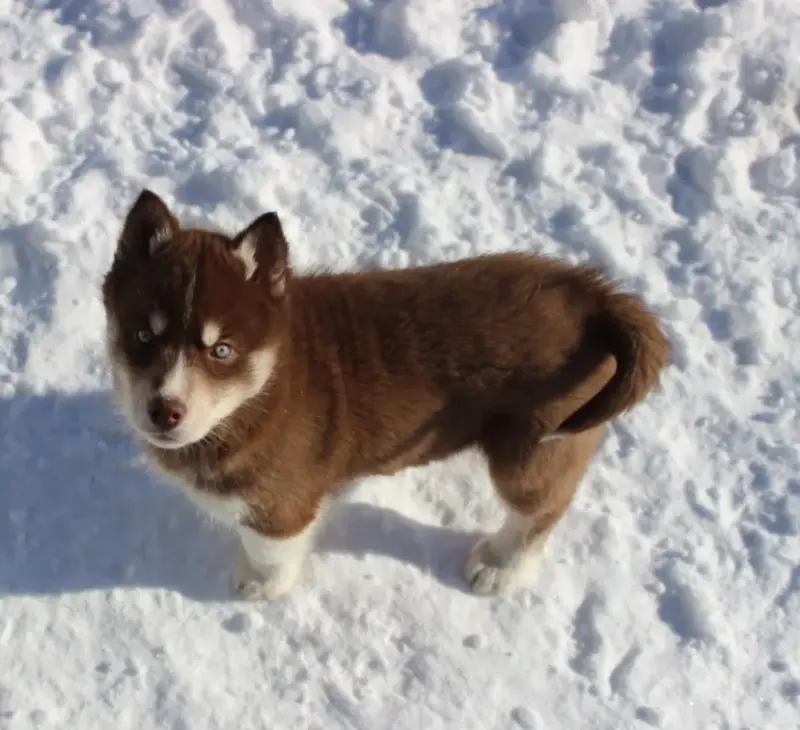 Собаки - Домашние питомцы - Полоцк - Фото 5 Домашние питомцы - Полоцк - 217009 - Доска объявлений Kupika.by - Фото 5