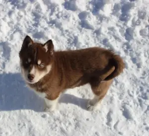 Домашние питомцы