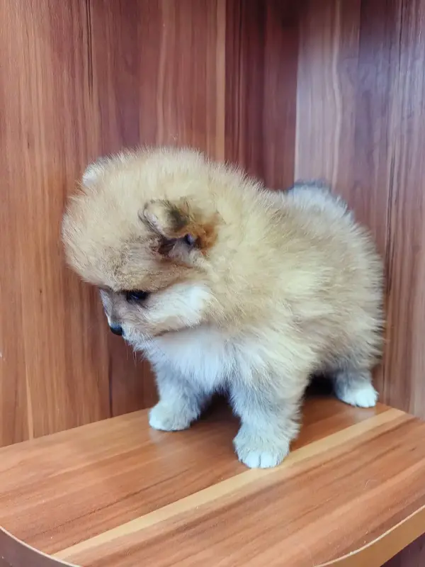 Собаки - Девочка померанского шпица - Вся Беларусь - Фото 8 Девочка померанского шпица - Вся Беларусь - 235651 - Доска объявлений Kupika.by - Фото 8