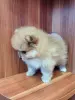 Собаки - Девочка померанского шпица - Вся Беларусь - Фото 8 Девочка померанского шпица - Вся Беларусь - 235651 - Доска объявлений Kupika.by - Фото 8