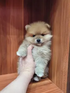 Девочка померанского шпица