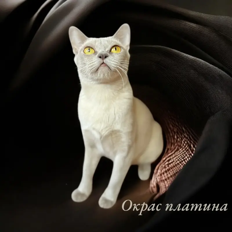 Американская бурма - Вся Беларусь - 236509 - Доска объявлений Kupika.by - Фото 7