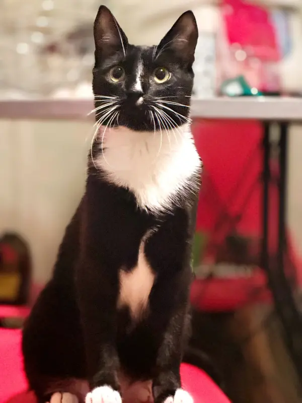 Ромка - чудо кот - Вся Беларусь - 236409 - Доска объявлений Kupika.by - Фото 2