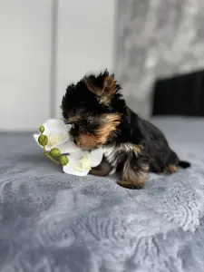 Йоркширский терьер (мальчик)