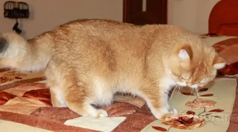 Племенной кот. - Белоозёрск - 238491 - Доска объявлений Kupika.by - Фото 5