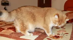 Племенной кот.