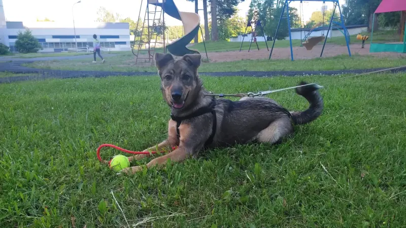 Воспитание щенка (Минск, Минская обл., Онлайн) - Чашники - 202644 - Доска объявлений Kupika.by - Фото 10