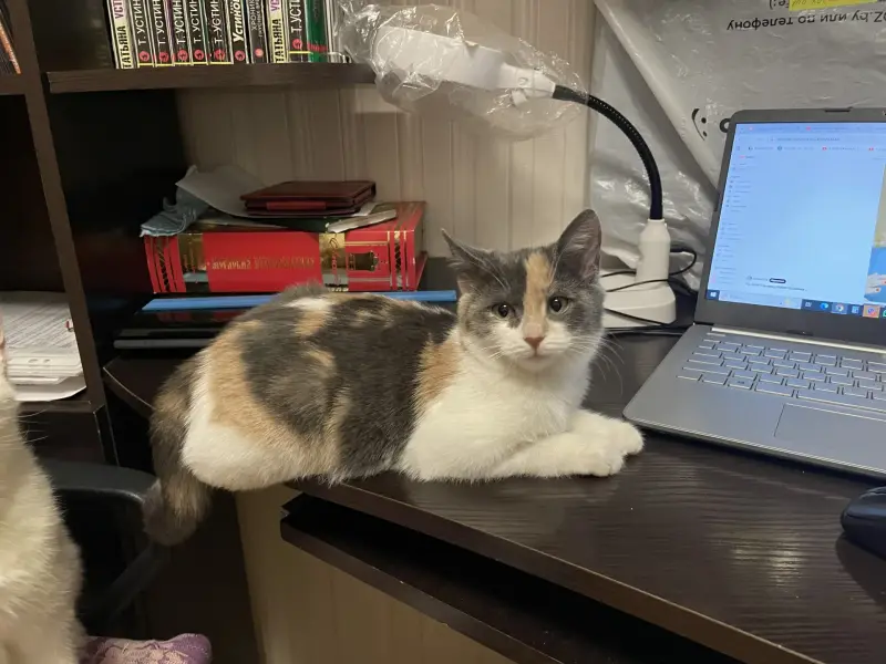 Тошка (девочка, около 4 месяцев) ищет дом