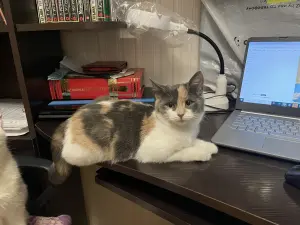 Тошка (девочка, около 4 месяцев) ищет дом