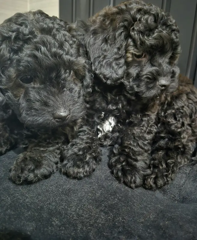 Собаки - Щенки карликого пуделя - Вся Беларусь - Фото 5 Щенки карликого пуделя - Вся Беларусь - 237105 - Доска объявлений Kupika.by - Фото 5