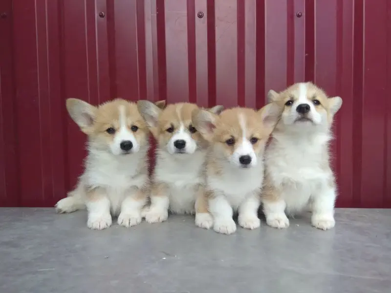 Щенки Корги - Лынтупы - 236819 - Доска объявлений Kupika.by - Фото 2