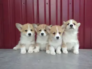 Щенки Корги