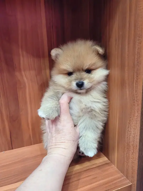 Собаки - Девочка померанского шпица - Вся Беларусь - Фото 2 Девочка померанского шпица - Вся Беларусь - 235651 - Доска объявлений Kupika.by - Фото 2